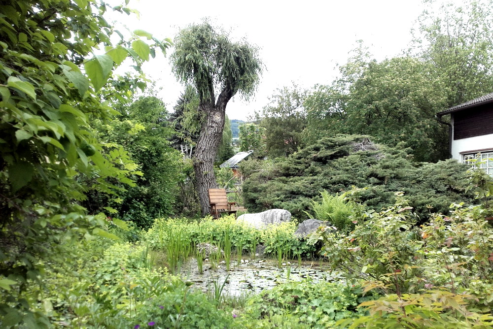 Blick auf den alten Weidenbaum mit Seerosenteich